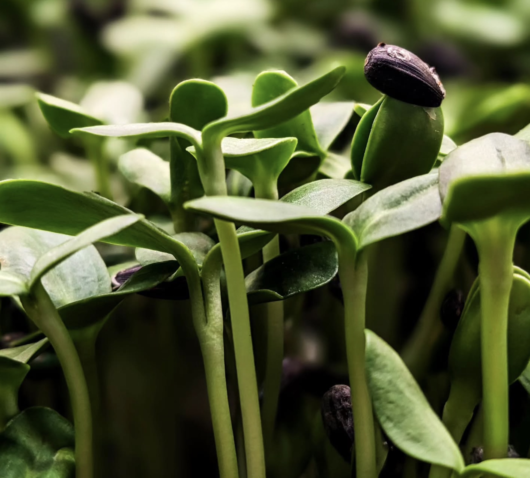 Microgreens